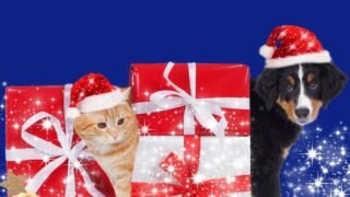 Accueillir un animal via Pabete.com avant d’en adopter