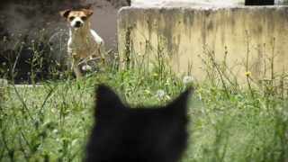 Animalis lance sa tournée solidaire : 121 palettes redistribuées à près de 100 associations à travers la France