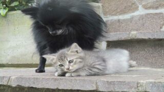 Municipales 2026 : mieux vivre avec ses animaux, un enjeu de politique locale