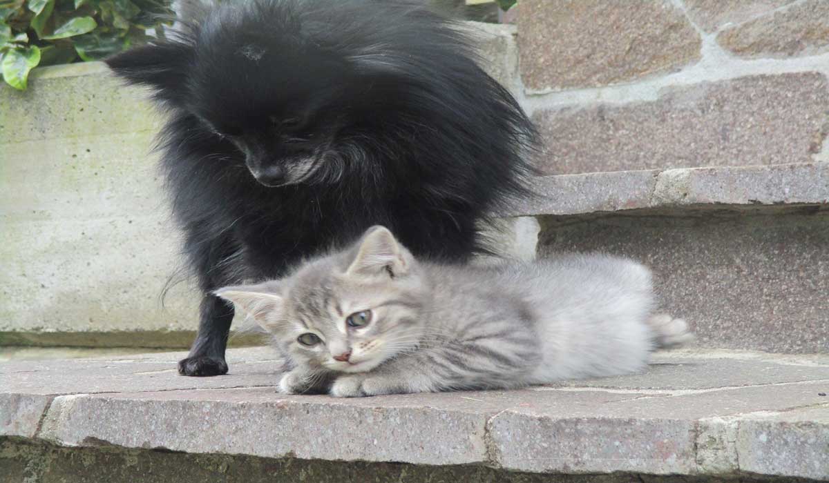 Municipales 2026 : mieux vivre avec ses animaux, un enjeu de politique locale Municipales 2026 : mieux vivre avec ses animaux, un enjeu de politique locale