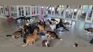 L’île au million de chat