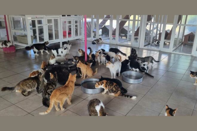 L’île au million de chat