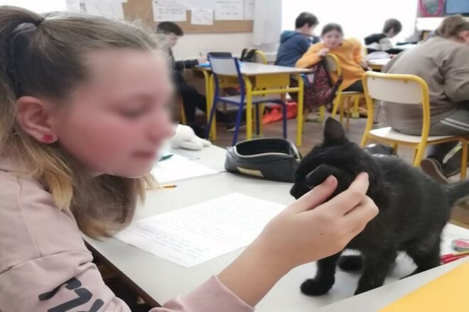Accueillir un chat en classe : une expérience de vie inégalable !