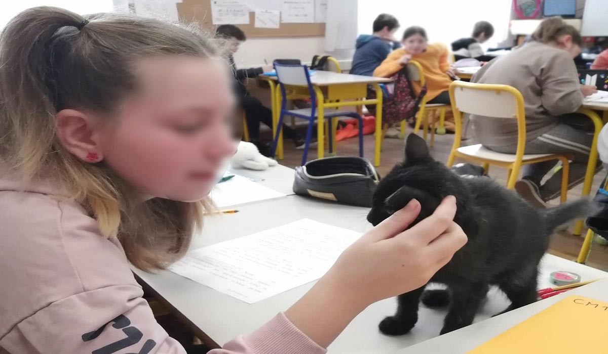 Accueillir un chat en classe : une expérience de vie inégalable !