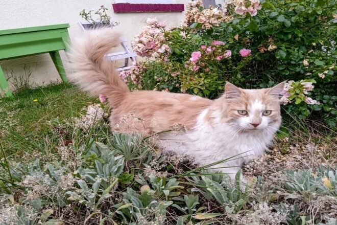 Elodiechats, mon entreprise de pet-sitting dans le Val d’Oise