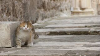 Un premier Chatipi® pour les chats errants en Normandie – Inauguration à Rouen le 4 juin