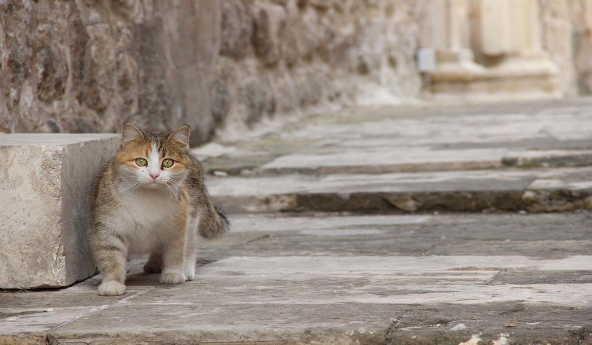 Un premier Chatipi® pour les chats errants en Normandie – Inauguration à Rouen le 4 juin