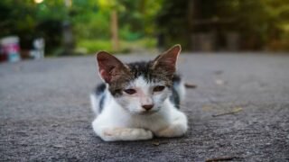 One Voice demande l’abrogation de l’arrêté de Songeons interdisant de nourrir les chats errants