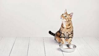 Nourrir son animal est-il devenu un luxe ?