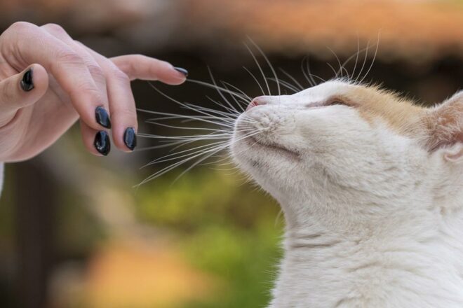 Engagés dans le droit animalier ? Restez mobilisés !