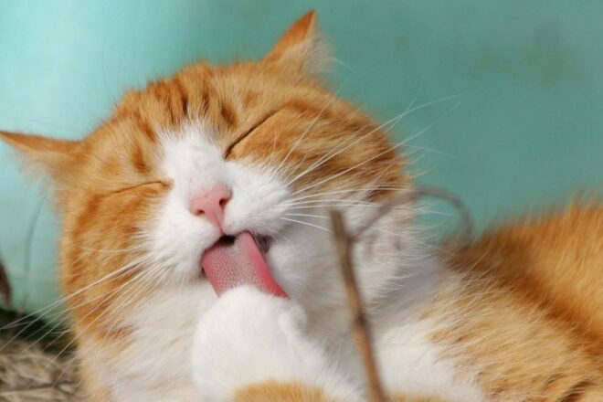 Le chat est-il heureux en appartement ?