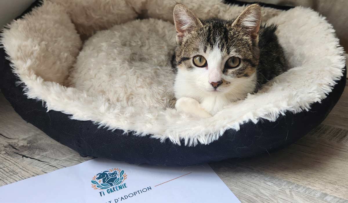 Ti Greenie : offrir une seconde chance aux chats des rues