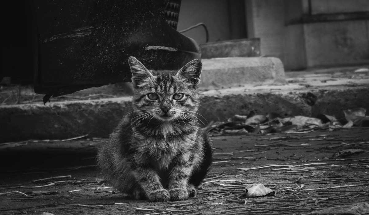 En 2025, les Français abandonnent toujours un animal toutes les deux minutes En 2025, les Français abandonnent toujours un animal toutes les deux minutes