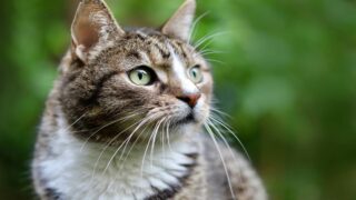 Nouvelle mort d’un chat en gare : l’Association Stéphane Lamart dépose une nouvelle plainte contre la SNCF