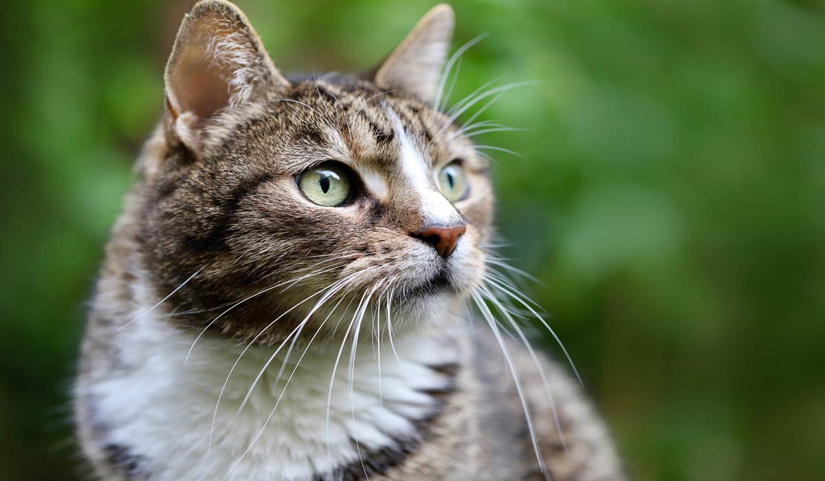 Nouvelle mort d’un chat en gare : l’Association Stéphane Lamart dépose une nouvelle plainte contre la SNCF
