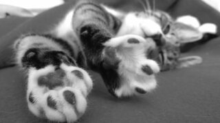 Journée internationale du chat : Pessac agit pour la cause animale