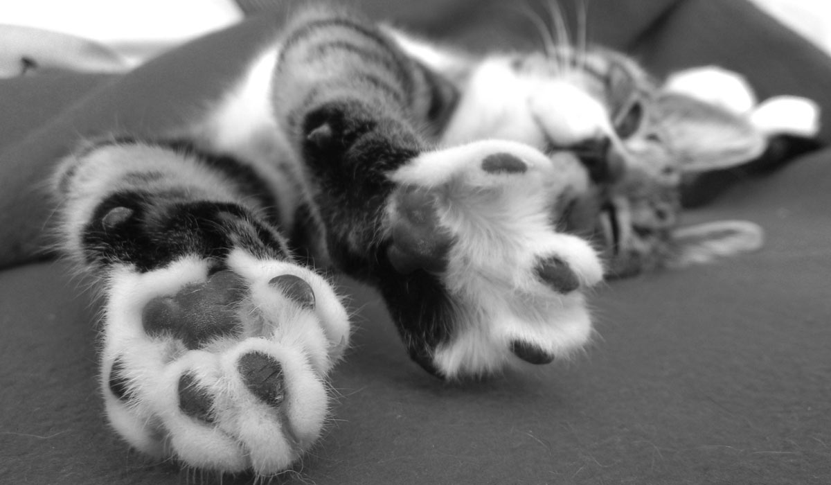 Journée internationale du chat : Pessac agit pour la cause animale