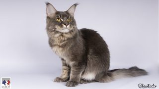 Près de 17 millions de chats en France : le LOOF revient sur le classement 2025 des races préférées des Français