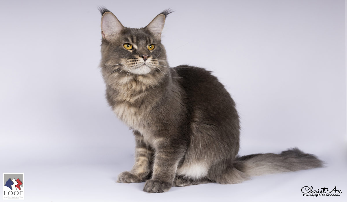 Près de 17 millions de chats en France : le LOOF revient sur le classement 2025 des races préférées des Français