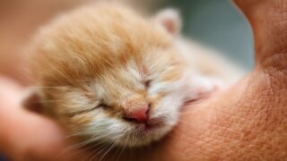 Chatons tués par un adolescent : la nécessaire sensibilisation des jeunes à la souffrance animale