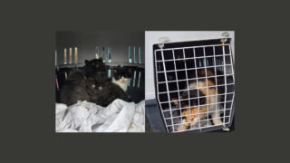 Maltraitance animale : le chaton torturé a été saisi, ainsi que sa mère et ses frères et sœurs