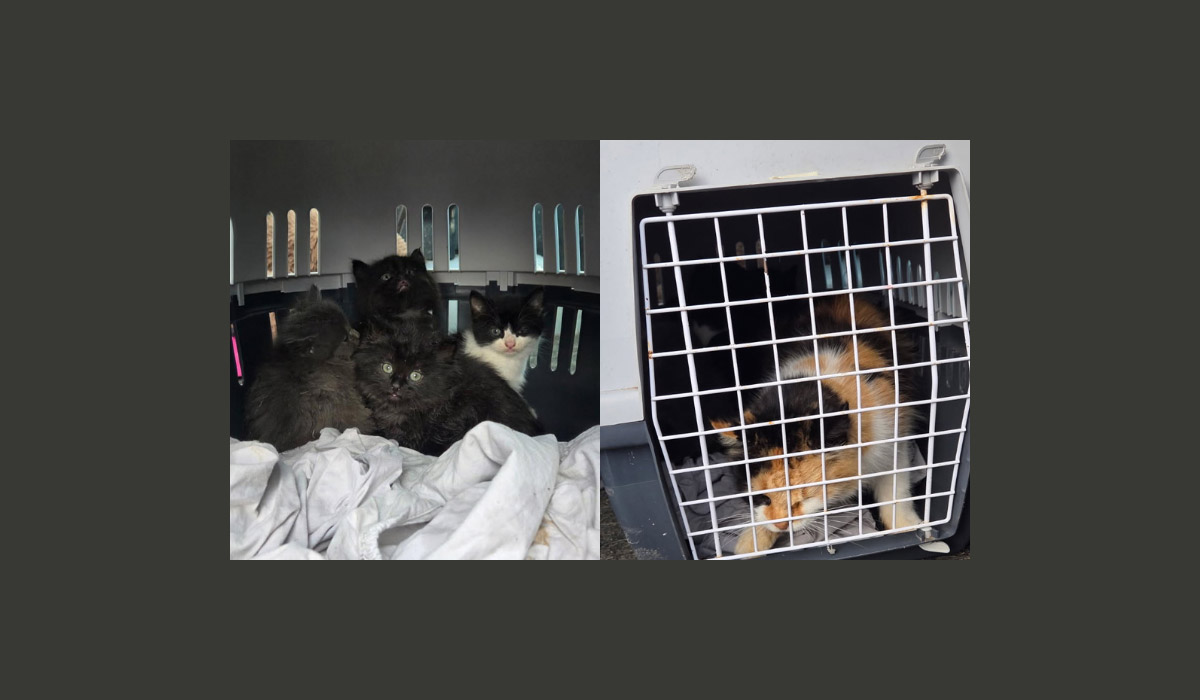 Maltraitance animale : le chaton torturé a été saisi, ainsi que sa mère et ses frères et sœurs