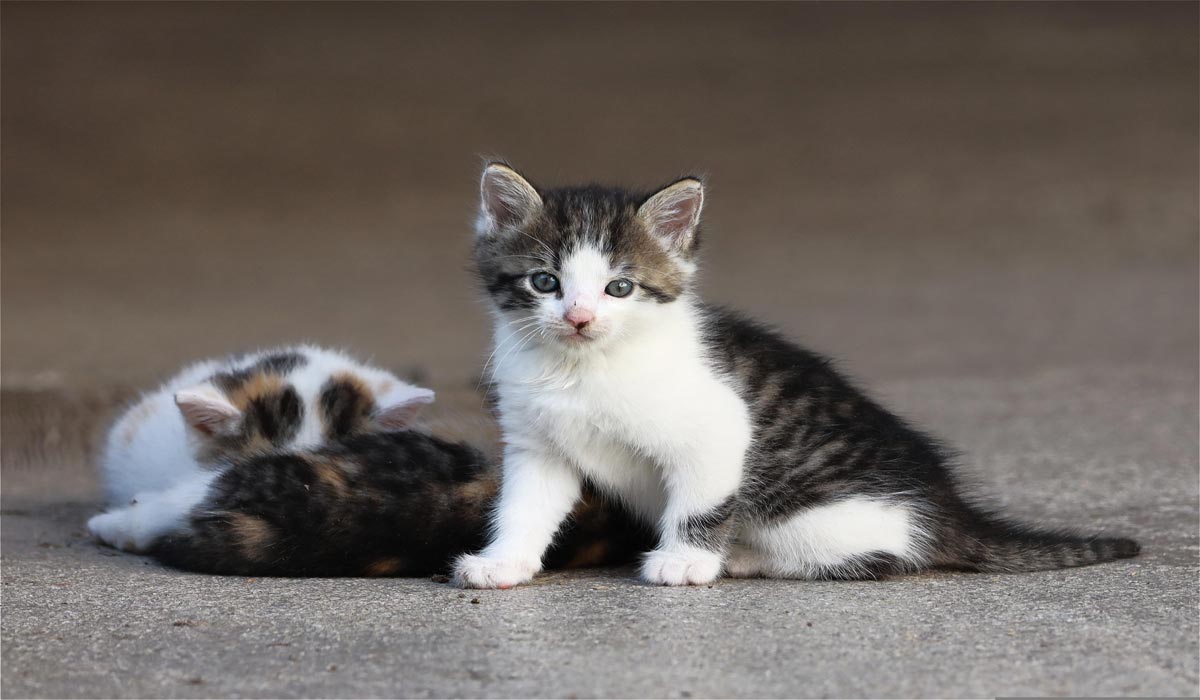 Bilan de l’été 2026 : la SPA recueille un nombre record d’animaux, ses refuges frôlent la rupture
