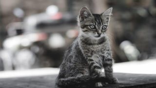 Adoptée, filmée, violentée : une chatte de 6 mois au cœur d’une affaire de zoophilie jugée à Bourges