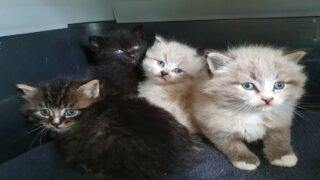 « Dicky, Meow, Max et les autres ». Un ouvrage au profit des animaux