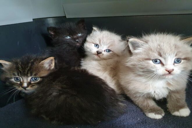 « Dicky, Meow, Max et les autres ». Un ouvrage au profit des animaux