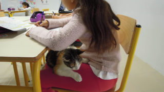 Des chats à l’école, une expérience hors du commun avec la pédagogie Candide liée à la ronronthérapie