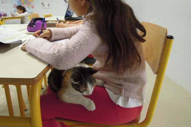 Des chats à l’école, une expérience hors du commun avec la pédagogie Candide liée à la ronronthérapie