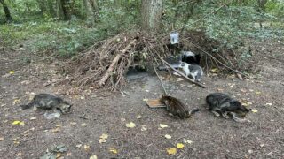 L’association des Chats du Bois de Vincennes et Alentours