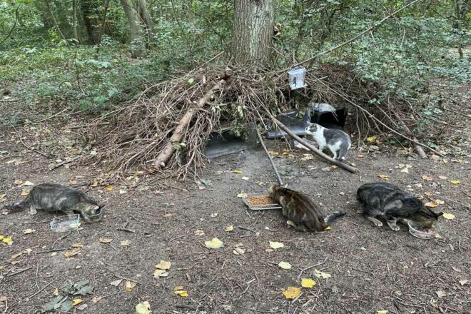 L’association des Chats du Bois de Vincennes et Alentours