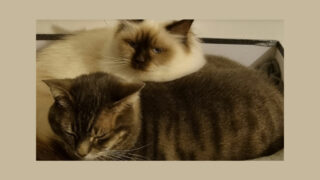 Les Patounes Heureuses, une entreprise de passion