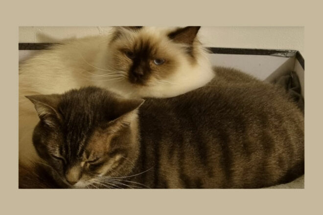 Les Patounes Heureuses, une entreprise de passion