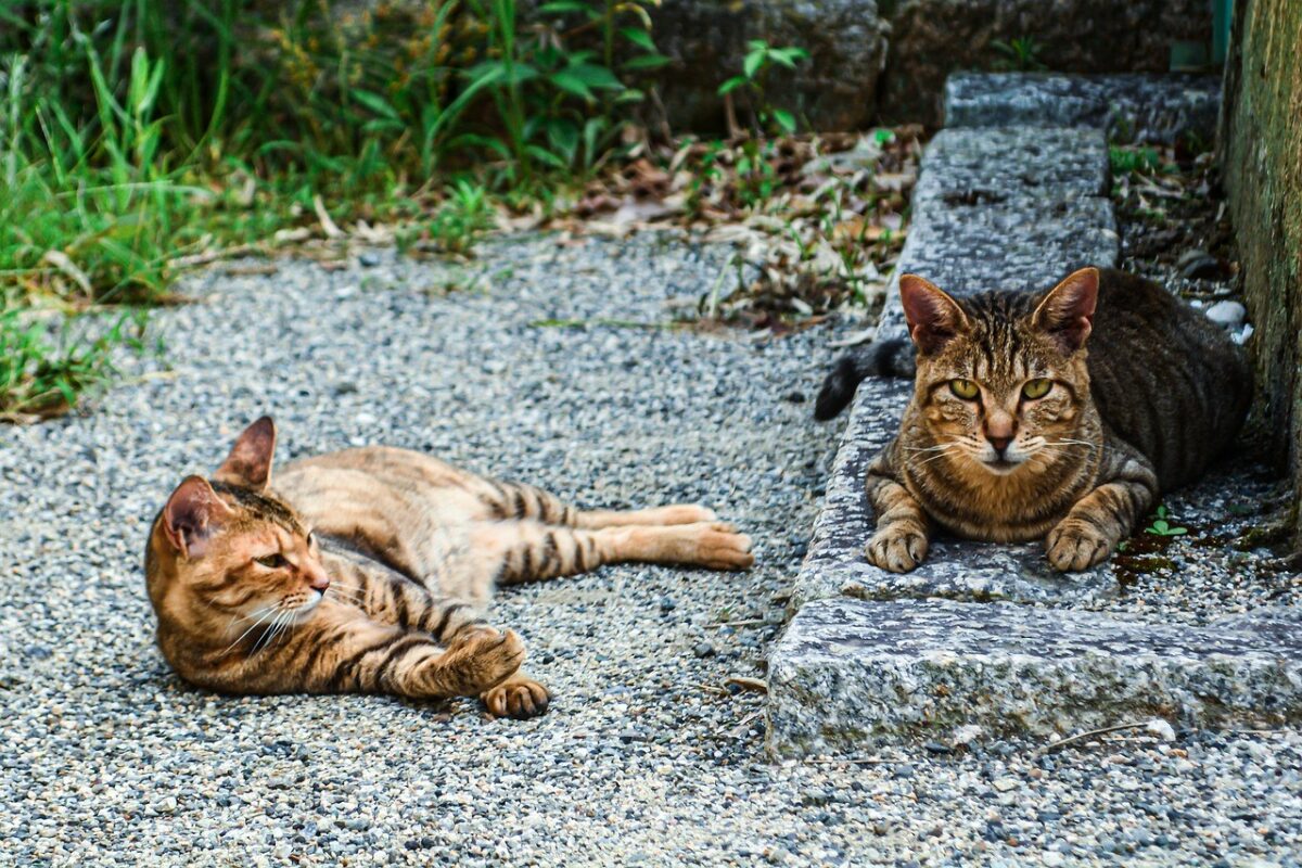 Pour les chats errants de Grenoble, inauguration d’un deuxième Chatipi le 22 novembre à midi