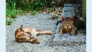 Pour les chats errants de Grenoble, inauguration d’un deuxième Chatipi le 22 novembre à midi