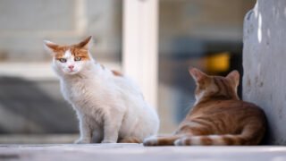 Pour les chats errants, conférence de presse au Chatipi de Grenoble le 23 janvier 2023 à 10 h 45