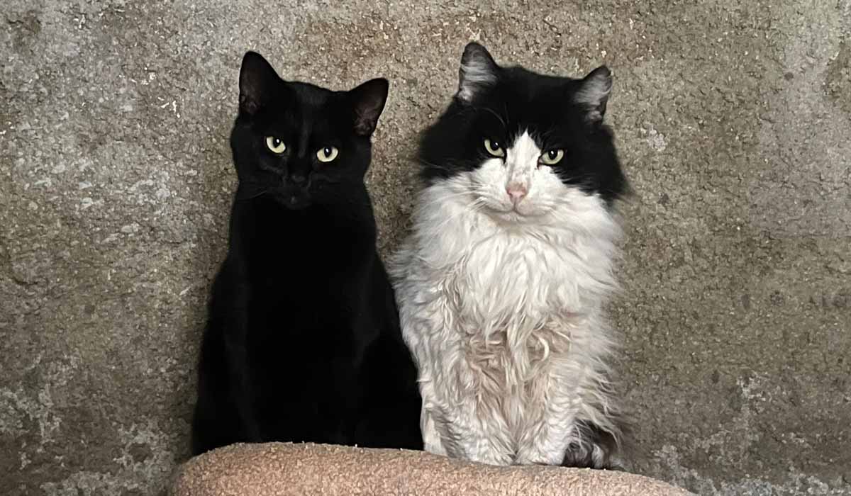 “Deux Cœurs, Une Cause” : une alliance solidaire pour les chats en détresse