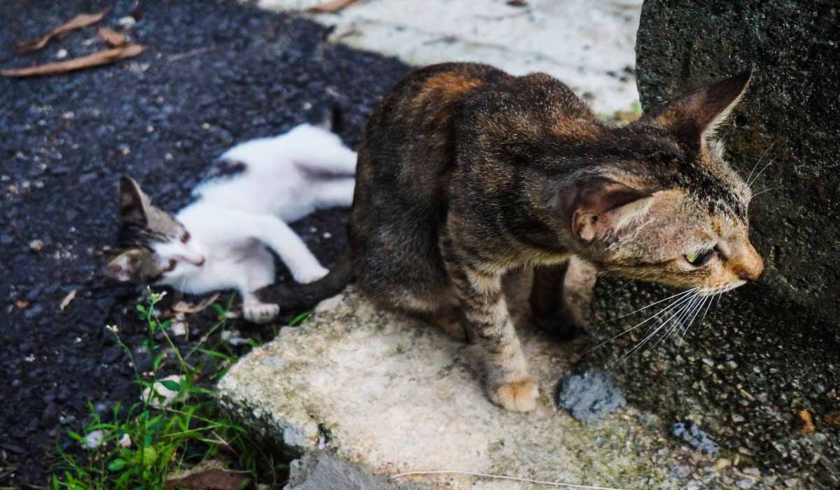 Abandon des animaux : une situation préoccupante qui s’aggrave