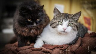 Le chat, un animal membre de nos familles