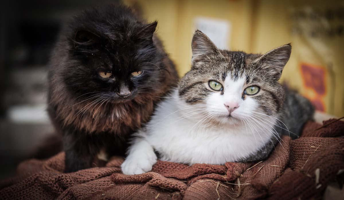 Le chat, un animal membre de nos familles