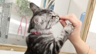 Les français aiment les chats !