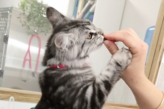 Les français aiment les chats !