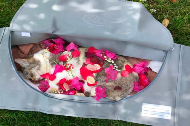 Faciliter les décisions à la fin de la vie de nos animaux : l’ approche Solâme