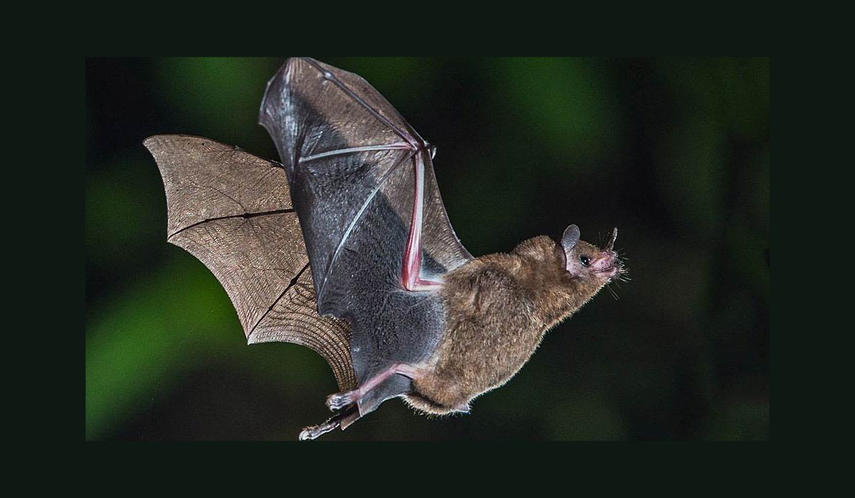 Montpellier fait gazer la moitié des animaux de son zoo (toutes les chauves-souris) : Eddine Ariztegui saisit le tribunal administratif