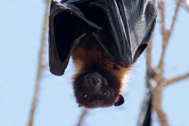 Trame noire: protéger la nuit, pour protéger la vie