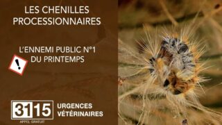 Les chenilles processionnaires : pour lutter contre ce phénomène, c’est maintenant !