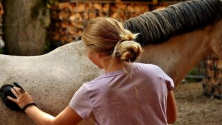 Pour 83% des Français le cheval occupe la même place affective qu’un chien ou un chat selon une étude Kantar/Veternity